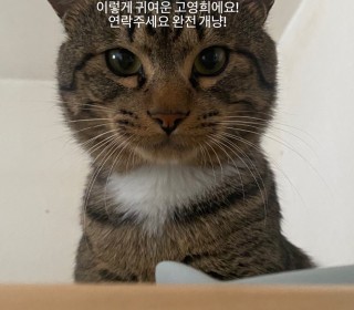 한국 고양이 무료분양
