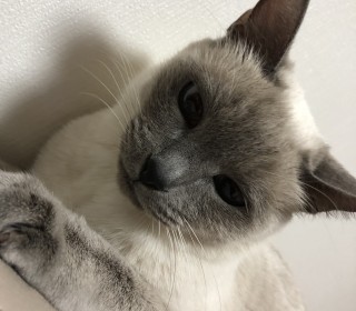 샴 무료분양