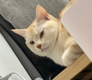 한국 고양이 무료분양